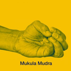 Mukula Mudra